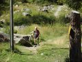 askyrace046